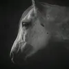 crazy.mare.daisy