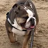 moosethebulldog2021