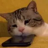 carluiss