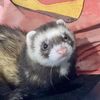 ferret_brain