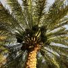 مزرعه ابوســــاره الريفيـه