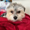 puppers_themorkie