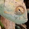 jungle_in_a_tank