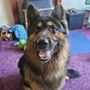 justagirlwithhergsd