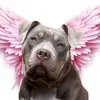 luna_bullyx