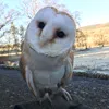 iristhebarnowl