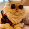 pelusobabycat