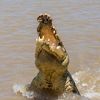 croc_keeper