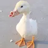 samviethoang0