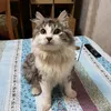 nimanagi