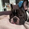 chewiethefrenchbulldog