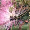 lovelylittlladybug