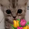 akzhhw