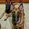 malinoismadness