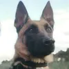 k9.lyor