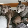 staffiesbloonraidar