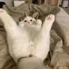 ngplinhnpl