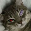 arilfwd_