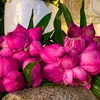 t.duc_99
