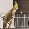 carlosbisc