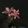 xtil.81