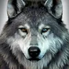 blackleopard99