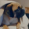cionathepugmix