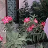 gie972