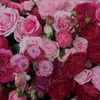 hanna_rdn