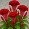 zeynephilal21