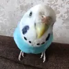 banko_54
