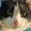murzik.meowmeow.pisipisi
