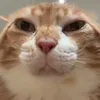 crepigoldgamer
