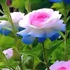 hgg34w
