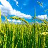 sky_barley