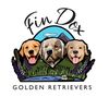 FinDox Golden Retrievers