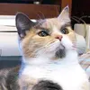 lenincat_
