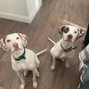 gus_and_miles