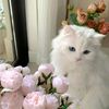 ababeel_jp