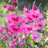 iris_tlt