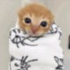 nahummoo_