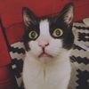 kittencaboodle