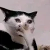 user266201744