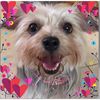 lovemyyorkie