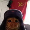 bolachaeviki
