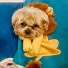 luvmypuppies2003