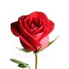 rose989788