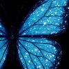 🦋naf