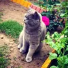 roro_r56u