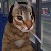 yocatgrannae